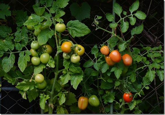 tomatoes-1583145_640