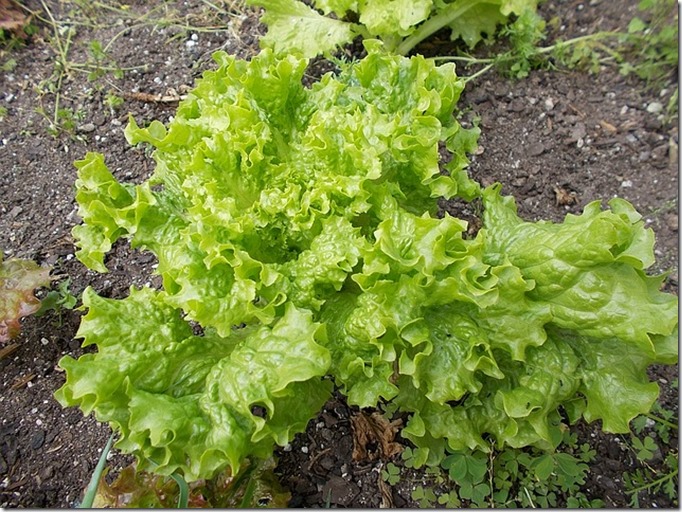 lettuce-977011_640