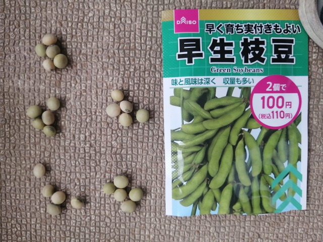ダイソー枝豆の種　何粒①
