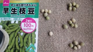 ダイソー枝豆の種　何粒③