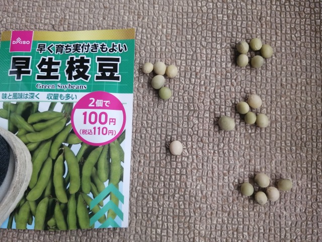 ダイソー枝豆の種　何粒③