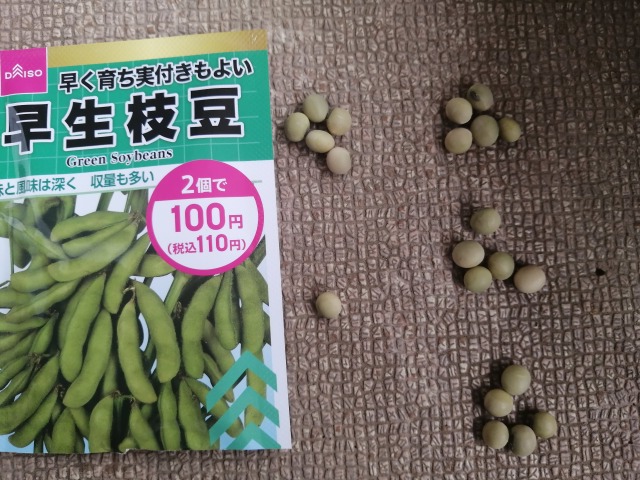 ダイソー枝豆の種　何粒②